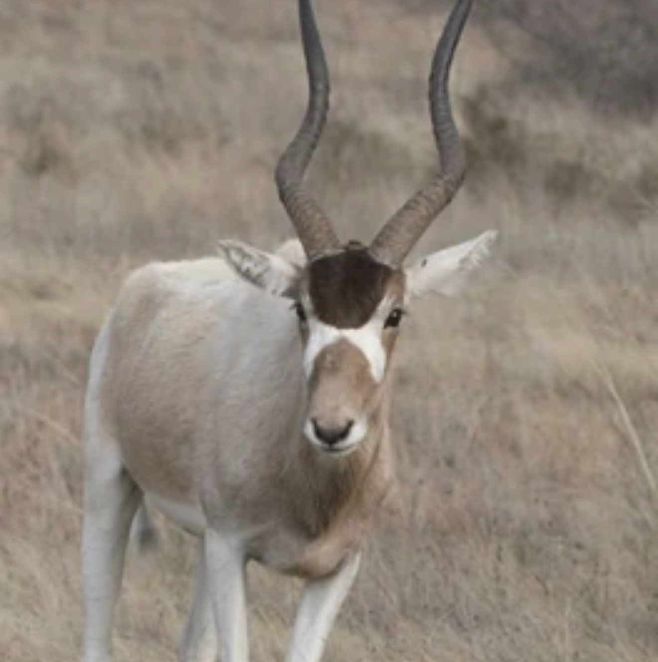 Addax Antelope Addax Antelope