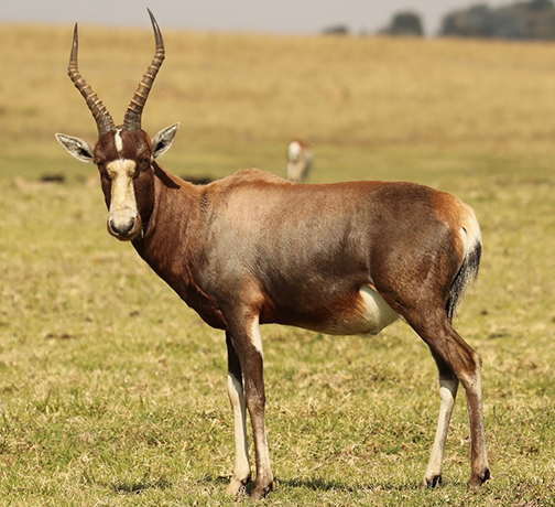 Blesbok-web2