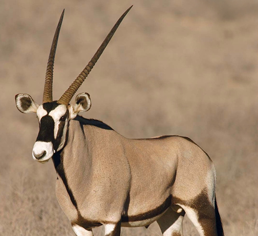 Gemsbok-web2